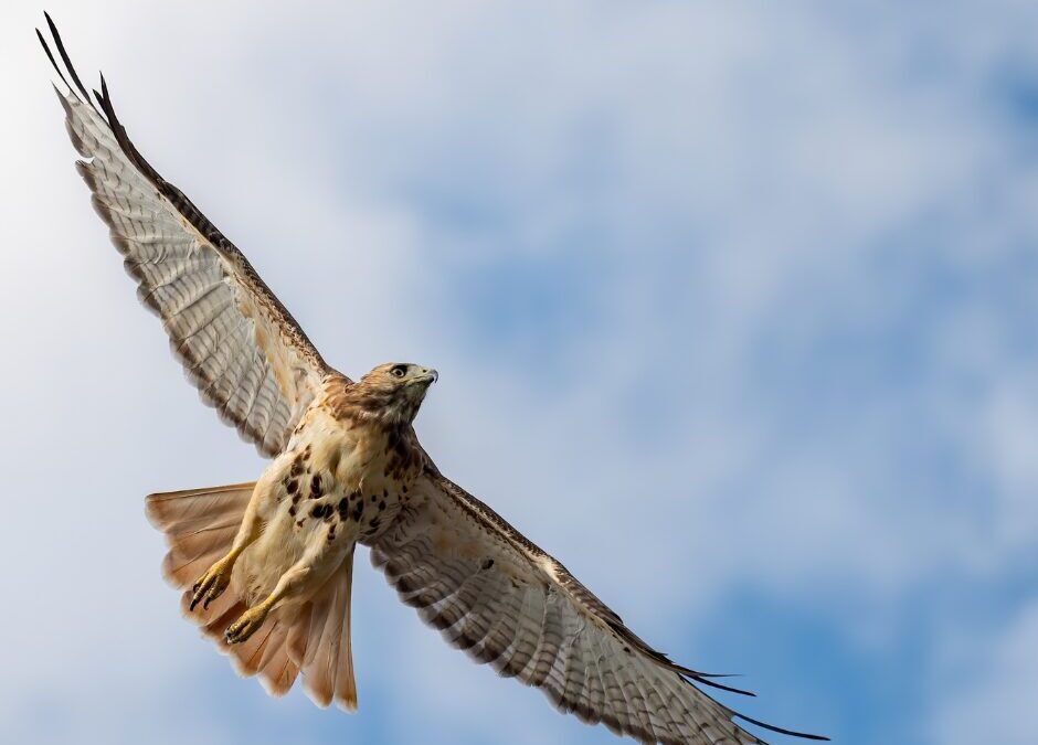 What Does It Mean to See a Hawk?