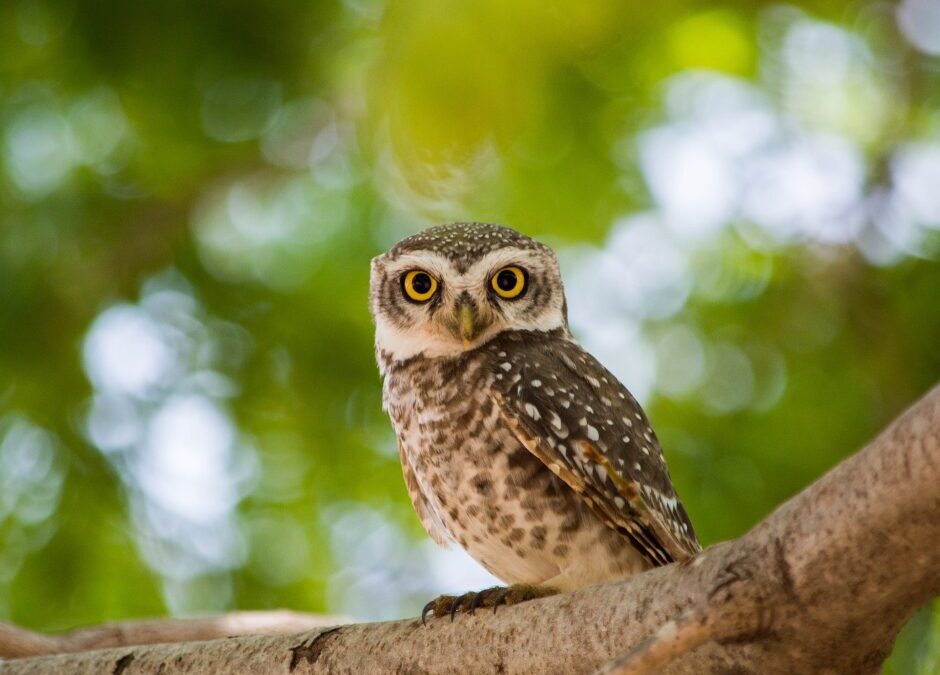 What Does It Mean to See an Owl?